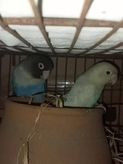 full young urgent sal