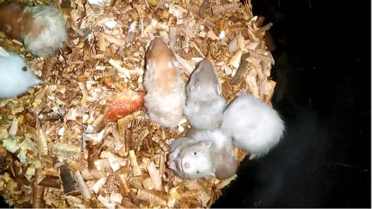 Baby Hamters available in 2000 only