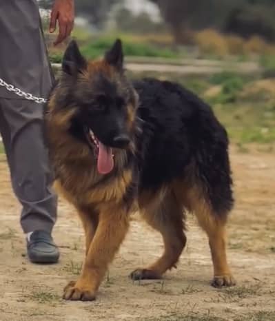 German shepherd only for stud