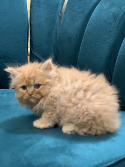 Beautiful Kitten for sale