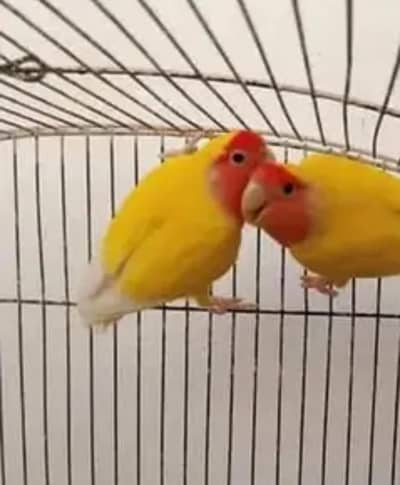 Common lutino breeder pair healthy and active