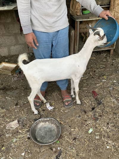 Pure burbari  bakri