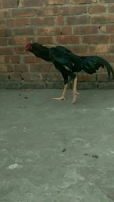 black shamo pair and white shamo chicks available