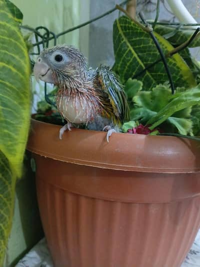 green parrot chick or pineapple counre chick or love birds