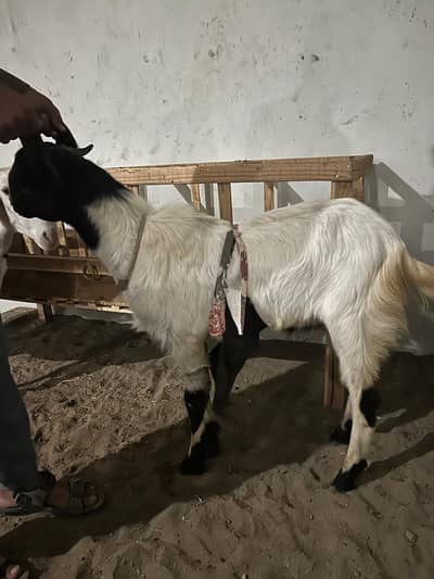 bakra for sale
