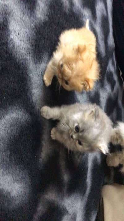 Kittens for sale