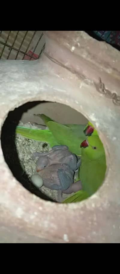 2 breeder ringneck pair and 2 healthy chicks