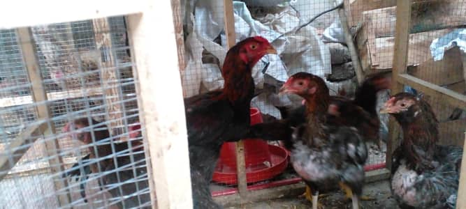 1 Aseel Murgha + 4 Aseel Hens / Aseel Murgha with 4 Aseel Murghia