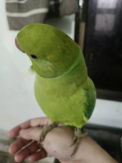 male talking parrot