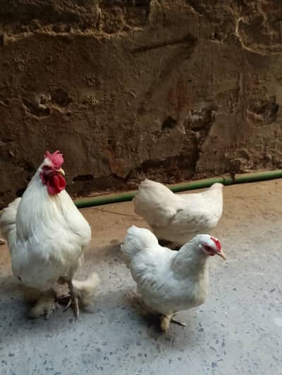 hens urgent sale 03204331731