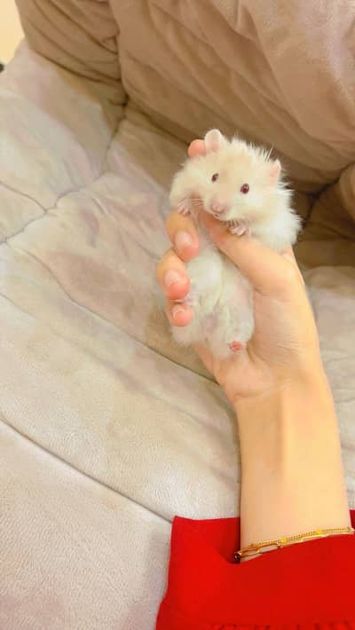 Hamster ( long hair syrian )