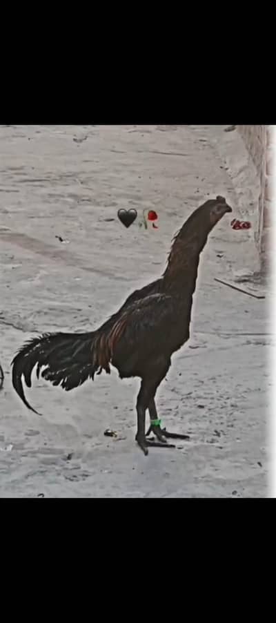 black dragon aseel pair