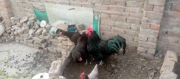 3 Black Australorp or 1 blue Australorp