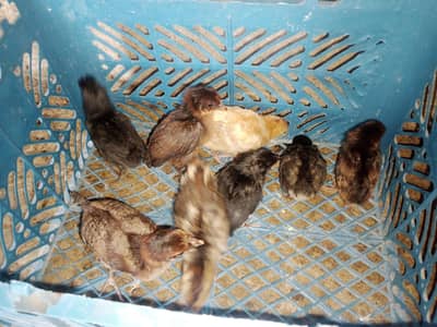 hen chicks