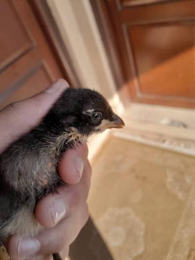 pakoya black eyes thai burmi and heera chicks in quantity