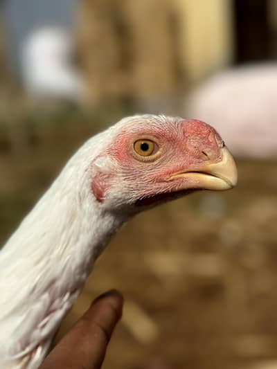 parrot Beak on ToP Quality