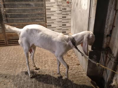 دو سال عمر کے بکری برائے فروخت روزانہ ایک کلو دودھ دیتی ہے