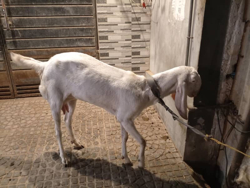 دو سال عمر کے بکری برائے فروخت روزانہ ایک کلو دودھ دیتی ہے 0