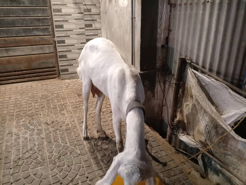 دو سال عمر کے بکری برائے فروخت روزانہ ایک کلو دودھ دیتی ہے 1