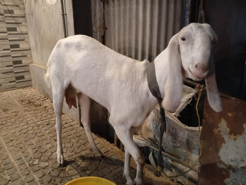 دو سال عمر کے بکری برائے فروخت روزانہ ایک کلو دودھ دیتی ہے 2
