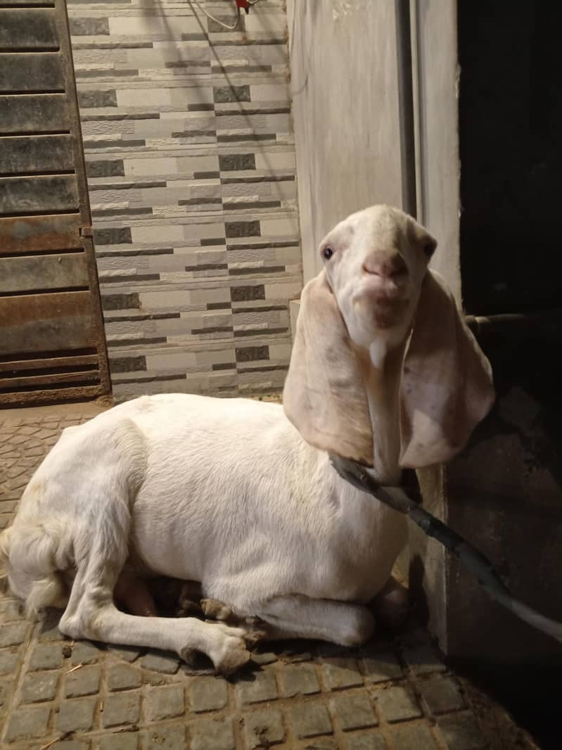 دو سال عمر کے بکری برائے فروخت روزانہ ایک کلو دودھ دیتی ہے 4