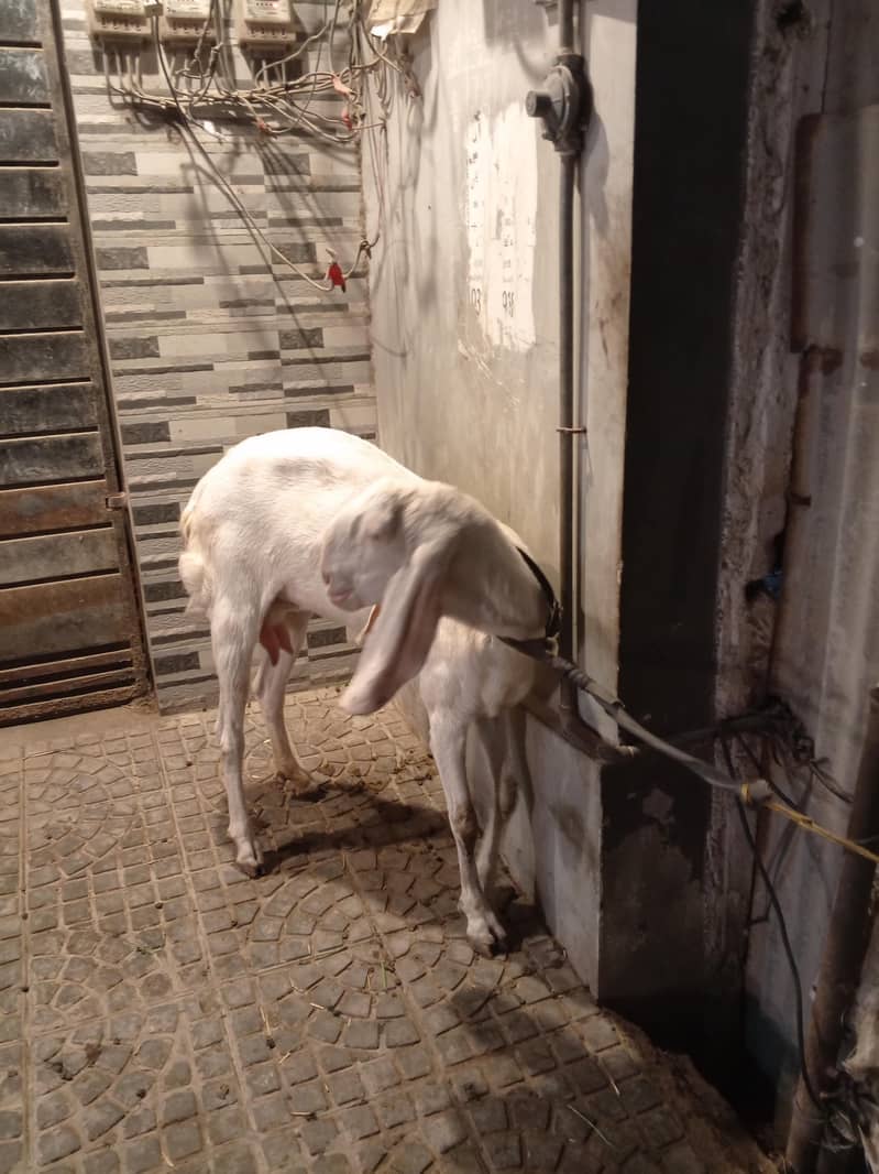دو سال عمر کے بکری برائے فروخت روزانہ ایک کلو دودھ دیتی ہے 5