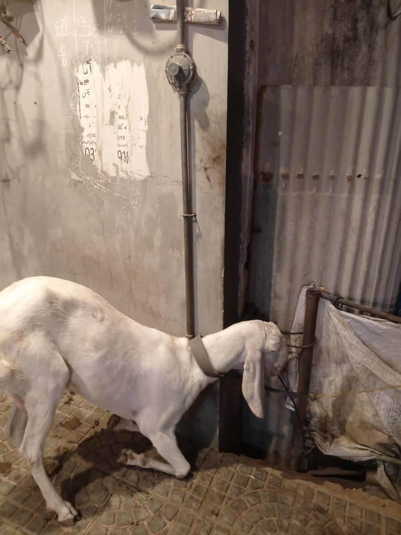 دو سال عمر کے بکری برائے فروخت روزانہ ایک کلو دودھ دیتی ہے 6