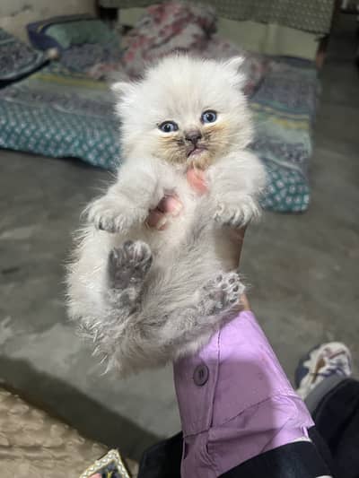 Persian Kitten ( Male )