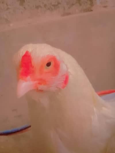 aseel Hera paper wight Female