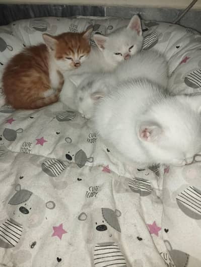 Persian Kittens