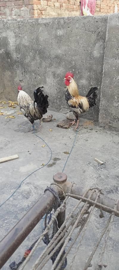 healthy and active (2)