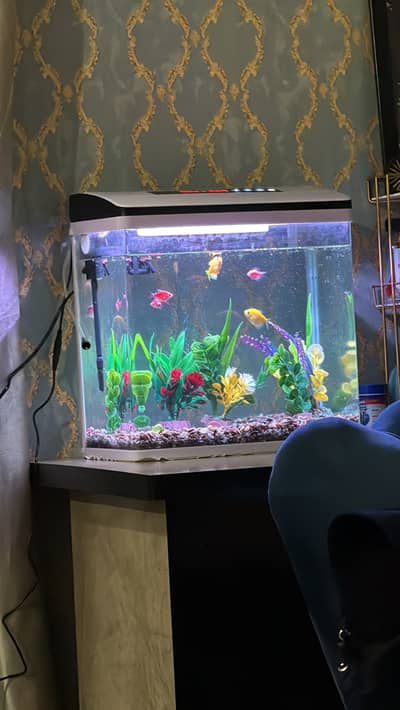 Fully Automatic Aquarium With Fishes