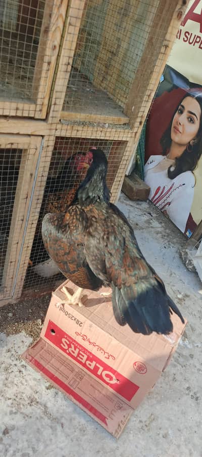 krook pure aseel mianwali madi homebreed 03145489284 whatsapp