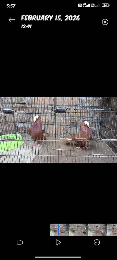 red mukhi breeder pairs and silver mukhi breeder