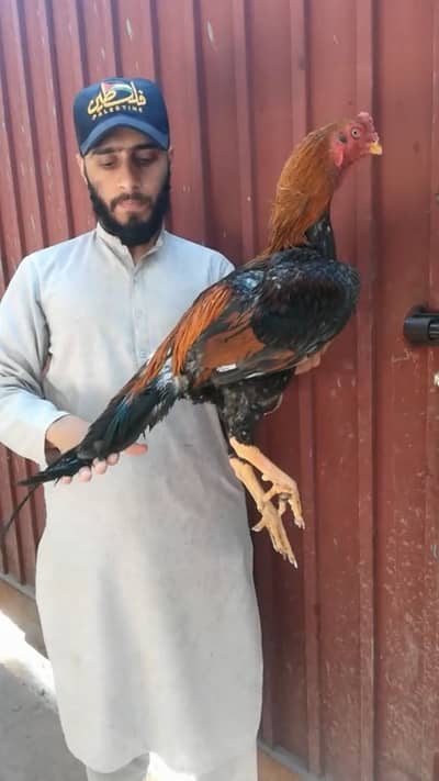 Aseel home breed patha