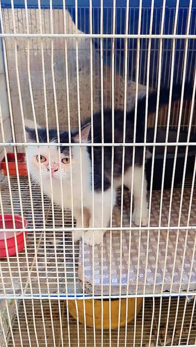 kitten male 45 days exchange Persian female cat kitten only