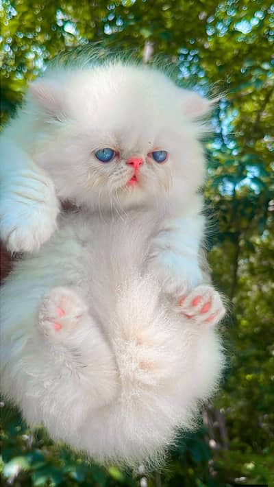Persian good breed kittens avail. WhatsAp=0310-3699468