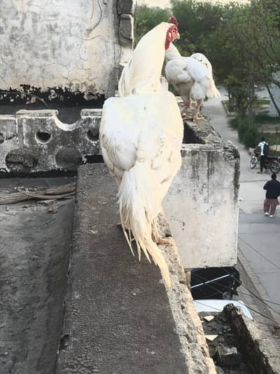 paper white Heera Aseel  pair urgent sale