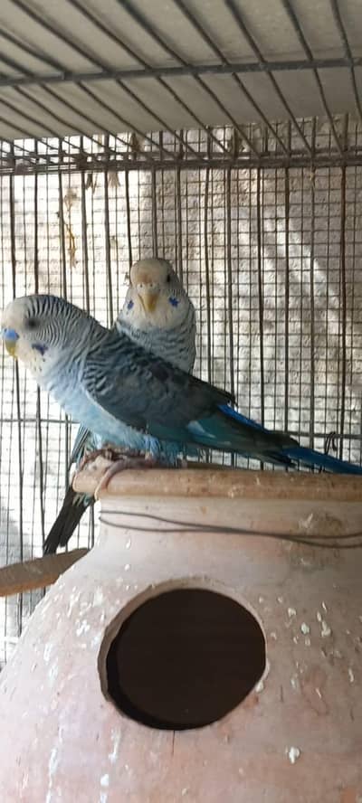 top Quality Black Wing Breeder pairs