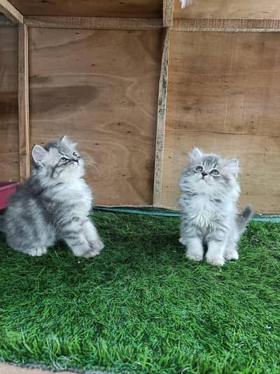 Persian good breed kittens avail. WhatsAp=0310-3699468