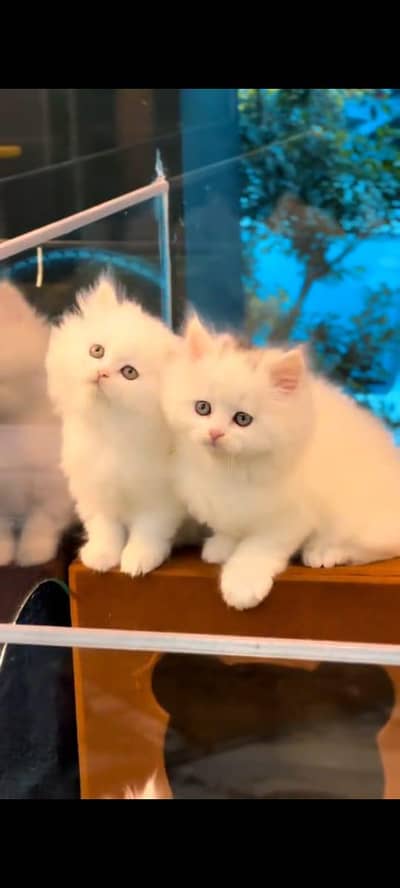 pure persian cats vaccinated triple coated WhatsApp 03317823482