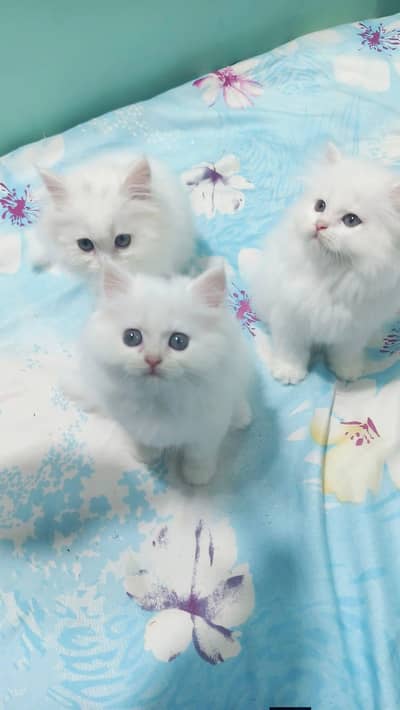 Persian good breed kittens avail. WhatsAp=0310-3699468