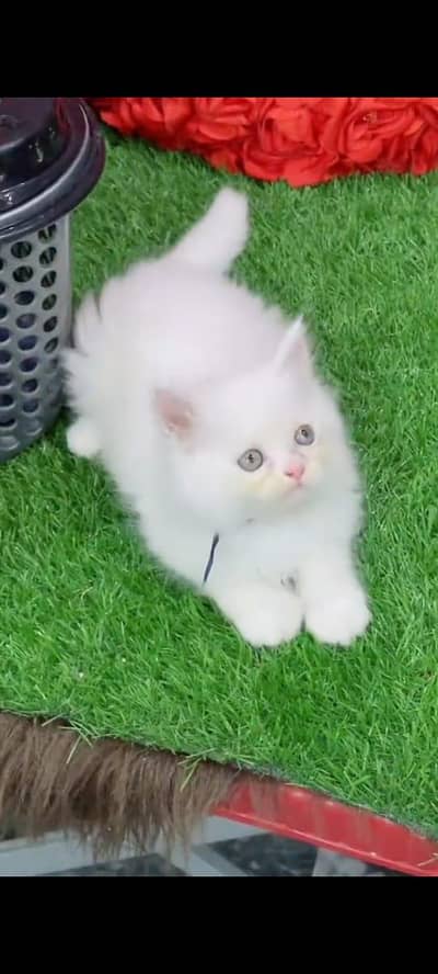 pure persian cats vaccinated triple coated WhatsApp 03317823482