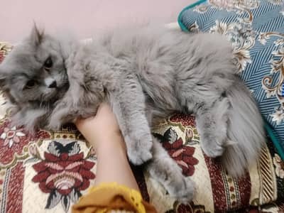 Persian Female Cat, triple coat, doll face 0312,6878,904