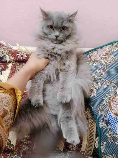 Persian Female Cat, triple coat, doll face 0312,6878,904