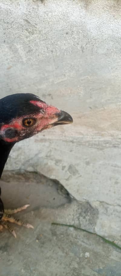 برمی & تھائی