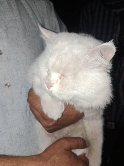 pure white persian cat for sale. . .