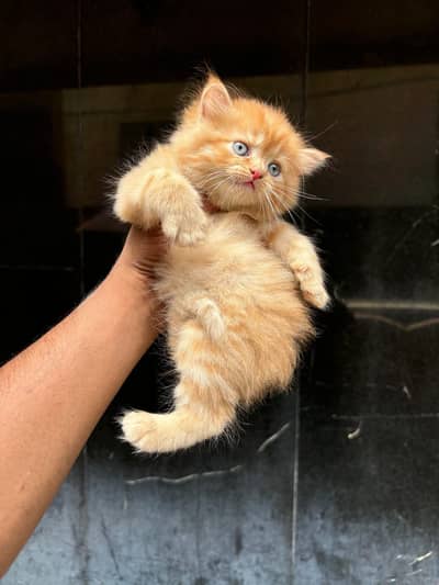 Persian good breed kittens avail. WhatsAp=0310-3699468