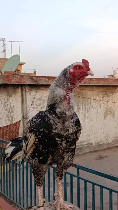 aseel murgha for sale