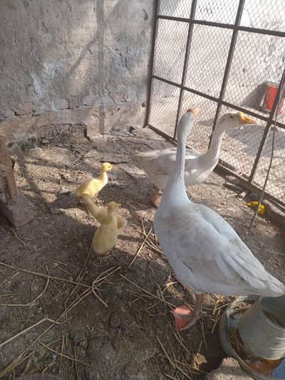 Long Neck Ducks With Chicks